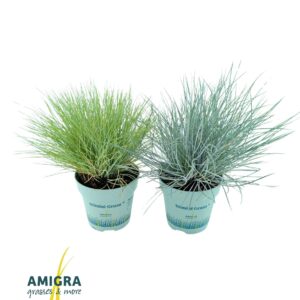 Siergrassen mix Siergrassen mix 10,5cm
(15 Plants/Order)(10.5cmP 20cmH)