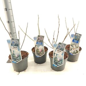 Magnolia Magnolia mix (minimum order one layer)
(1 Plants/Order)(17cmP 40cmH)