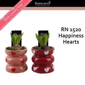 Hyacinthus Arrangement 1520 - Happiness Hearts (Hyacint)
(8 Plants/Order)(9cmP 16cmH)