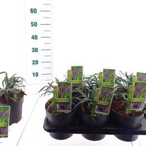 Liriope Royal Purple Liriope muscari 'Royal Purple'
(1 Plants/Order)(17cmP 20cmH)