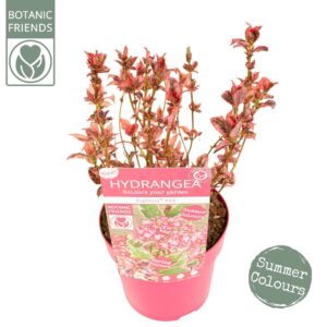 Hydrangea serrata Hydrangea serrata Euphoria 'Pink'
(6 Plants/Order)(15cmP 25cmH)