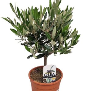 Olea europaea Olea Europaea Bush - 1241
(6 Plants/Order)(15cmP 38cmH)