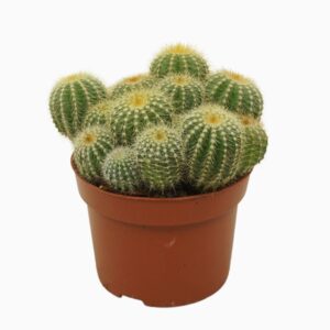 Parodia warasii Eriocactus warasii 13 cm
(6 Plants/Order)(13cmP 15cmH)