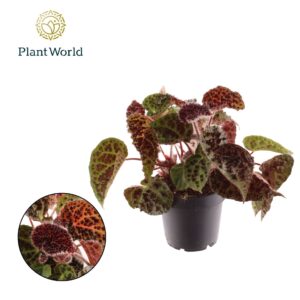 Begonia ferox Begonia rex Ferox
(8 Plants/Order)(12cmP 25cmH)