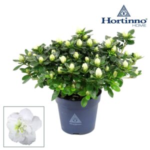 Rhododendron Hortinno Classic Belli Hortinno® Home 'wit' 25 - 27 cm
(8 Plants/Order)(13cmP 25cmH)