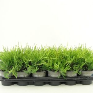Juniperus x pfitzeriana Old Gold
(18 Plants/Order)(9cmP 15cmH)