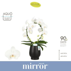 Phalaenopsis white more Ripsen Mirror Miracle Aurora 2 spike in Abruzzo Black Aquo
(3 Plants/Order)(12cmP 60cmH)