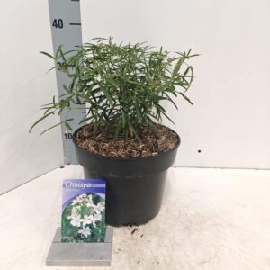 Choisya Aztec Pearl Choisya 'Aztec Pearl'
(1 Plants/Order)(23cmP 35cmH)