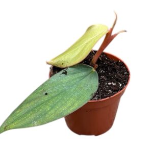 Philodendron Philodendron Burle Marx Fantasy
(14 Plants/Order)(8cmP 12cmH)