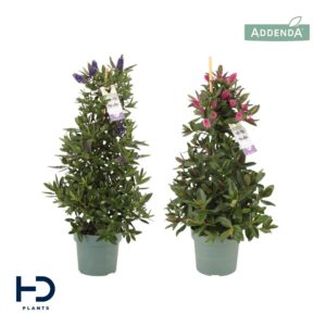 Hebe Addenda Hebe Addenda mix piramide p17 gemixt per laag: Clr per tray
(4 Plants/Order)(17cmP 60cmH)