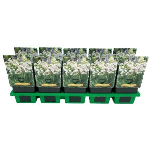 Armeria pseudarmeria Ballerina Whit Armeria pseudarmeria 'Ballerina White' P11
(10 Plants/Order)(11cmP 25cmH)