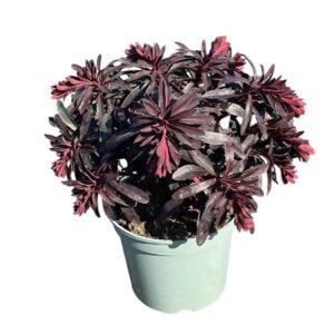 Euphorbia Miners Merlot Euphorbia Miner's Merlot
(1 Plants/Order)(19cmP 45cmH)