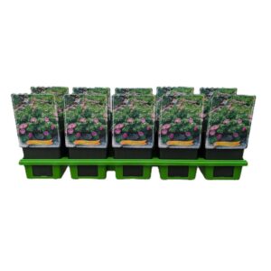 Geranium sanguineum Geranium sang. 'Vision Violet' P11
(10 Plants/Order)(11cmP 25cmH)
