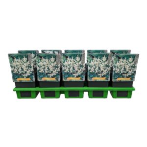 Astilbe Gladstone Astilbe japonica 'Gladstone' P11
(10 Plants/Order)(11cmP 25cmH)