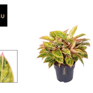 Aglaonema Salmon Fantasy Aglaonema Salmon Fantasy
(1 Plants/Order)(19cmP 40cmH)