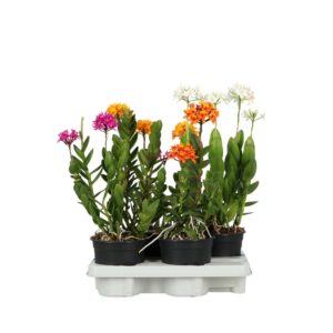 Epidendrum Epidendrum P15 A2 mix
(7 Plants/Order)(15cmP 50cmH)