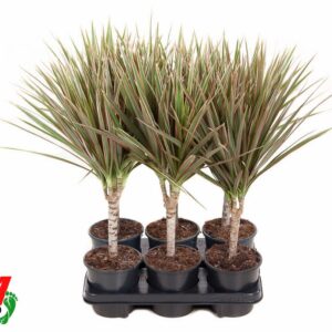 Dracaena Bicolor Dracaena Bicolor 15cm stam P13
(6 Plants/Order)(13cmP 50cmH)