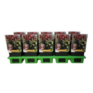 Lilium Lilium 'Miss Feya XXL' P11
(10 Plants/Order)(11cmP 25cmH)