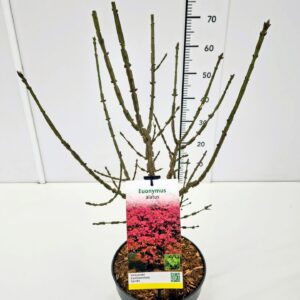 Euonymus alatus Euonymus alatus 40-50C5
(1 Plants/Order)(23cmP 60cmH)