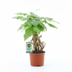 Radermachera sinica Radermachera Bonsai
(10 Plants/Order)(12cmP 30cmH)