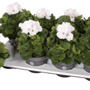 Pelargonium Pelargonium Grandifloru Pelg. Don Palido 12cm
(8 Plants/Order)(12cmP 28cmH)