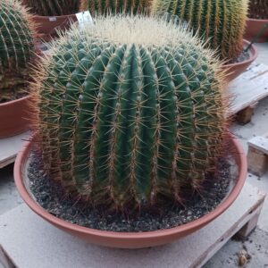 Cactus Bolcactus 60 cm
(1 Plants/Order)(60cmP 55cmH)