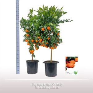 Citrus aurantiifolia Lima rossa op stam
(1 Plants/Order)(40cmP 170cmH)