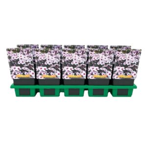 Phlox Paniculata Phlox paniculata Early® 'Blush Pop' P11
(10 Plants/Order)(11cmP 25cmH)