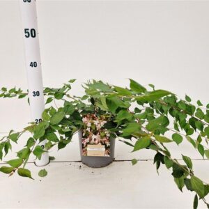 Kolkwitzia Kolkwitzia amabilis
(1 Plants/Order)(17cmP 45cmH)