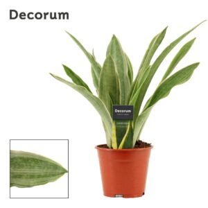 Sansevieria Sansevieria Aubrytiana 14 cm Sayuri (Decorum)
(7 Plants/Order)(14cmP 40cmH)