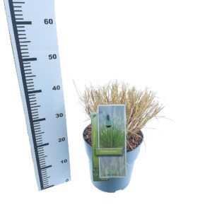 Pennisetum alopecuroides Pennisetum alopecuroides
(1 Plants/Order)(23cmP 35cmH)