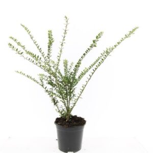 Lonicera Hohenheimer Findling Lonicera nit. 'Hohenheim. Findling'
(8 Plants/Order)(14cmP 10cmH)