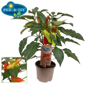 Peper PICK-&-JOY® Mild Chili Red
(6 Plants/Order)(14cmP 40cmH)