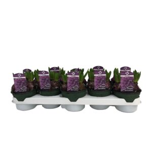 Hyacinthus Purple Sensation Hyacinthus orientalis 'Purple Sensation'
(10 Plants/Order)(12cmP 15cmH)