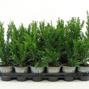 Chamaecyparis obtusa Chamaecyparis obtusa 'Draht'
(24 Plants/Order)(9cmP 20cmH)