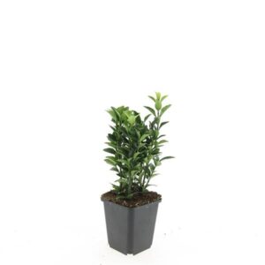 Euonymus japonicus Green Spire Euonymus jap. 'Green Spire'
(12 Plants/Order)(9cmP 5cmH)