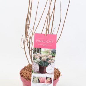 Hydrangea paniculata Hydrangea Paniculata (Gardenlight) Pinklight 17 cm
(1 Plants/Order)(17cmP 45cmH)