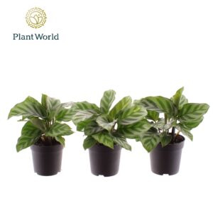 Calathea Freddie Calathea Freddie 7 cm
(16 Plants/Order)(7cmP 15cmH)