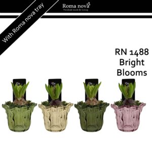 Hyacinthus Arrangement 1488 - Bright Blooms (Hyacint 6cm)
(6 Plants/Order)(10cmP 15cmH)