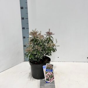 Pieris Ralto pink Pieris jap. Ralto pink ('Opstal 69'PBR)
(1 Plants/Order)(19cmP 30cmH)