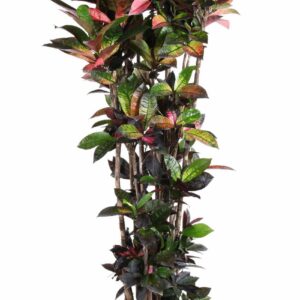 Codiaeum Mrs Iceton Codiaeum Mrs Iceton busch P40-200
(1 Plants/Order)(40cmP 200cmH)