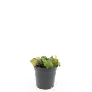 Phlomis russeliana Phlomis russeliana
(8 Plants/Order)(14cmP 10cmH)