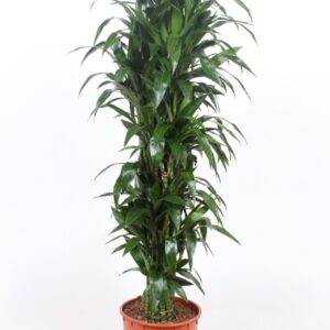 Dracaena Janet Craig Dracaena Janet Craig
(1 Plants/Order)(34cmP 170cmH)