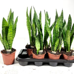 Sansevieria zeylanica Sansevieria zeylanica 50cm
(7 Plants/Order)(14cmP 50cmH)