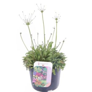 Androsace lanuginosa Androsace Stardust
(8 Plants/Order)(13cmP 30cmH)