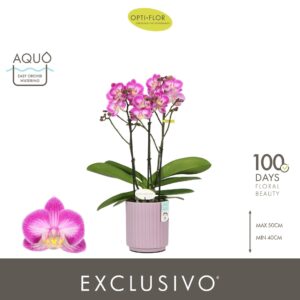 Phalaenopsis Multiflora Exclusivo Cupido 3 spike in Molise Lilac Aquo
(6 Plants/Order)(12cmP 45cmH)