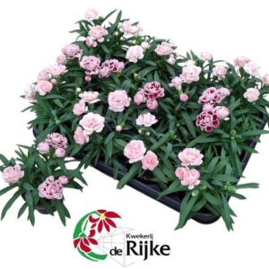 Carnation Mini Anjer
(18 Plants/Order)(7cmP 15cmH)