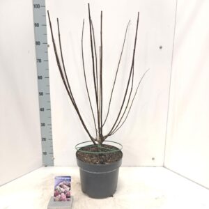 Hydrangea paniculata Vanille-Frais Hydrangea pan. Vanille-Fraise® ('Renhy'PBR)
(1 Plants/Order)(26cmP 80cmH)