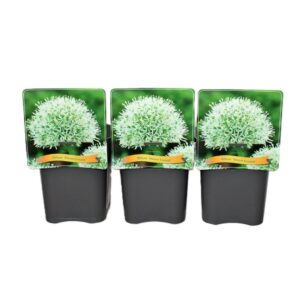 Allium stipitatum Mount Everest Allium 'Mount Everest'' C5
(1 Plants/Order)(21cmP 35cmH)