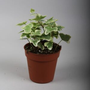 Hedera White Wonder Hedera helix White Wonder - zonder rankje
(18 Plants/Order)(9cmP 5cmH)